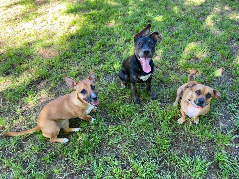 picture of three dogs sitting outside